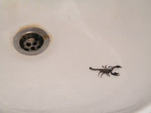 DSCF3112 Scorpion in the sink