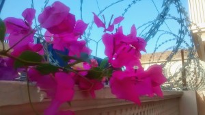 IMG_20140907_171023965 (2)