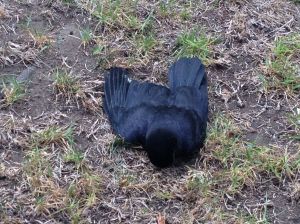 Dead-crow