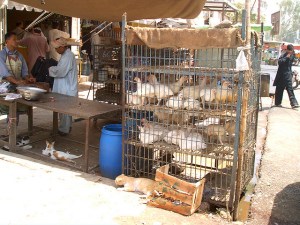 3410419858_af0b42aba1_z